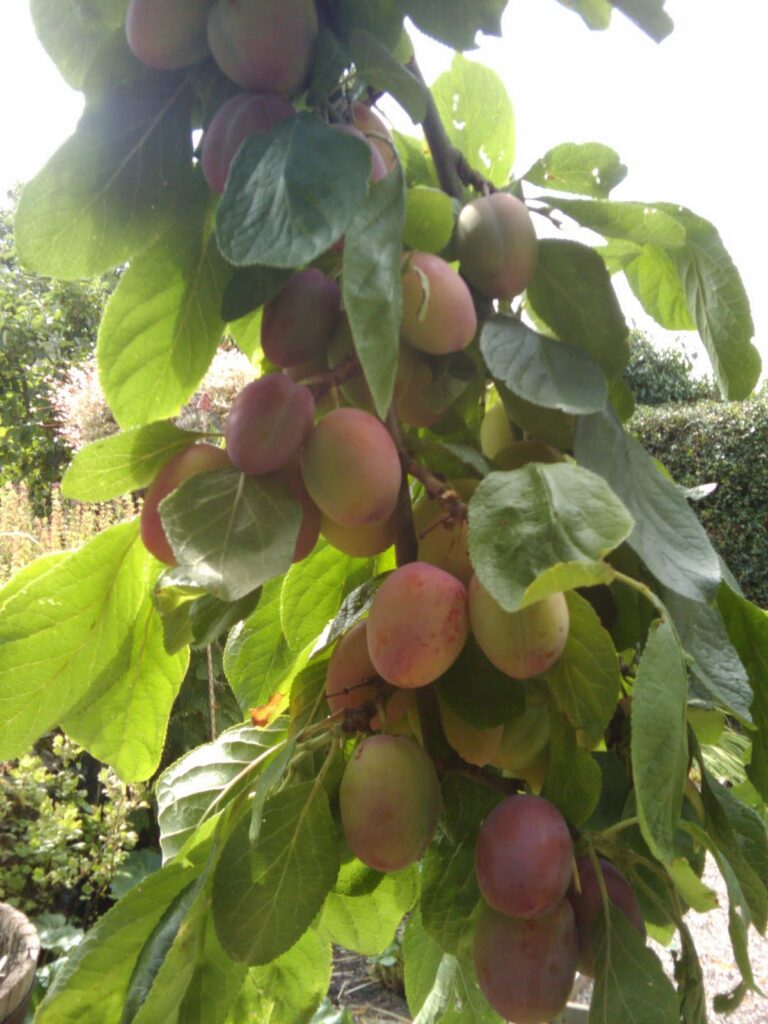 Plum Jam Recipe