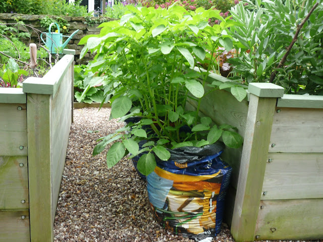 wooden raised beds growing potatoes in bags wooden raised beds growing potatoes in bags
