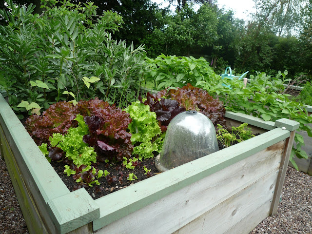 growing vegetables in wooden raised beds growing vegetables in wooden raised beds