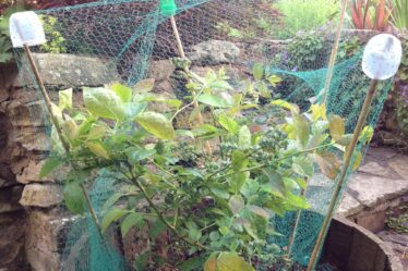 fruit bush net green gardening