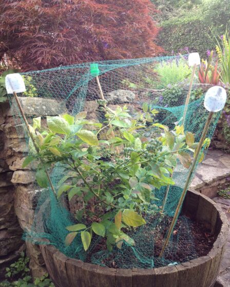 fruit bush net green gardening