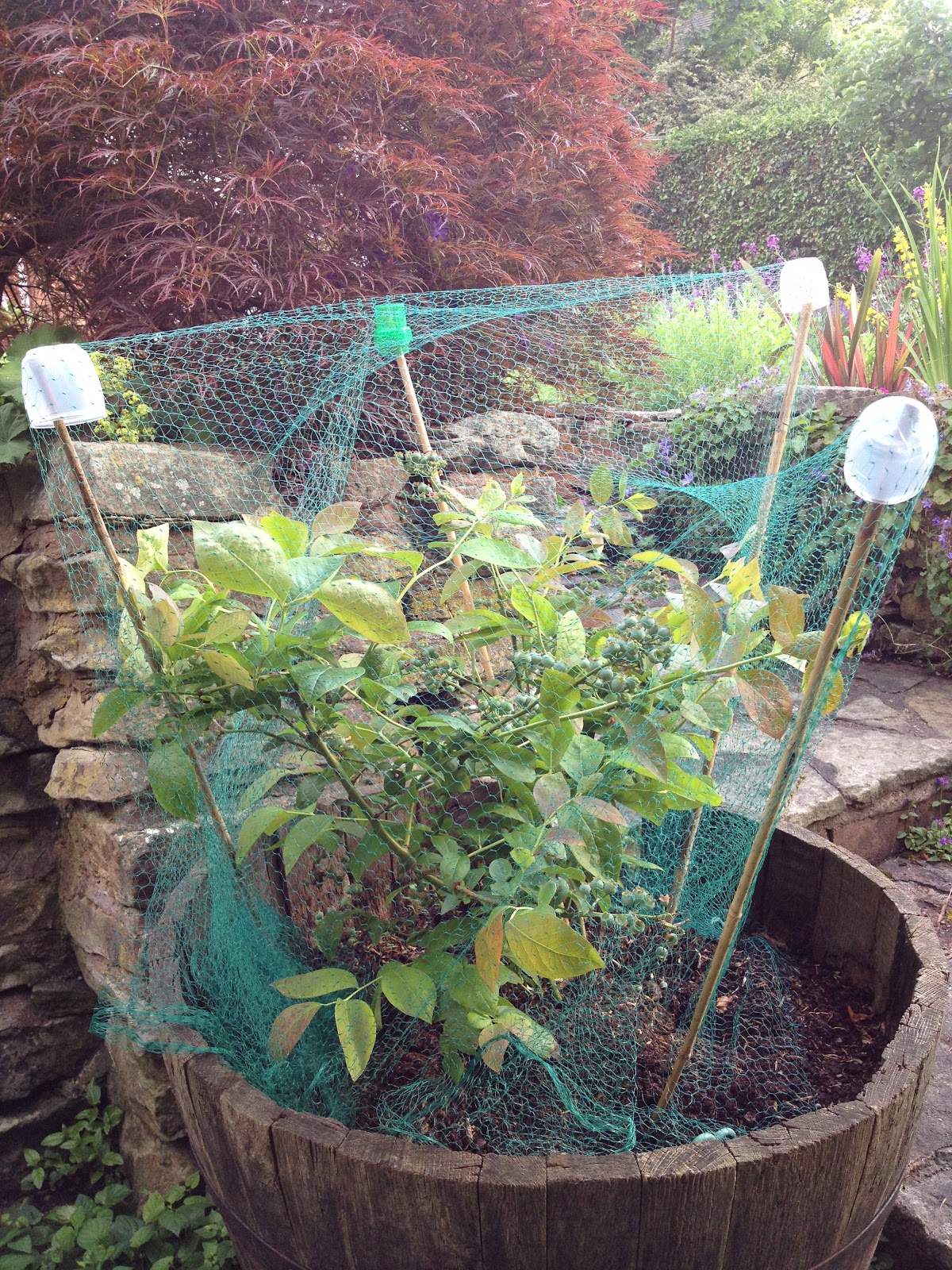 fruit bush net green gardening