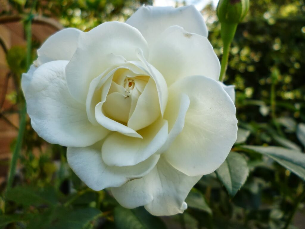 Rose Iceberg - Climbing Gardening Express