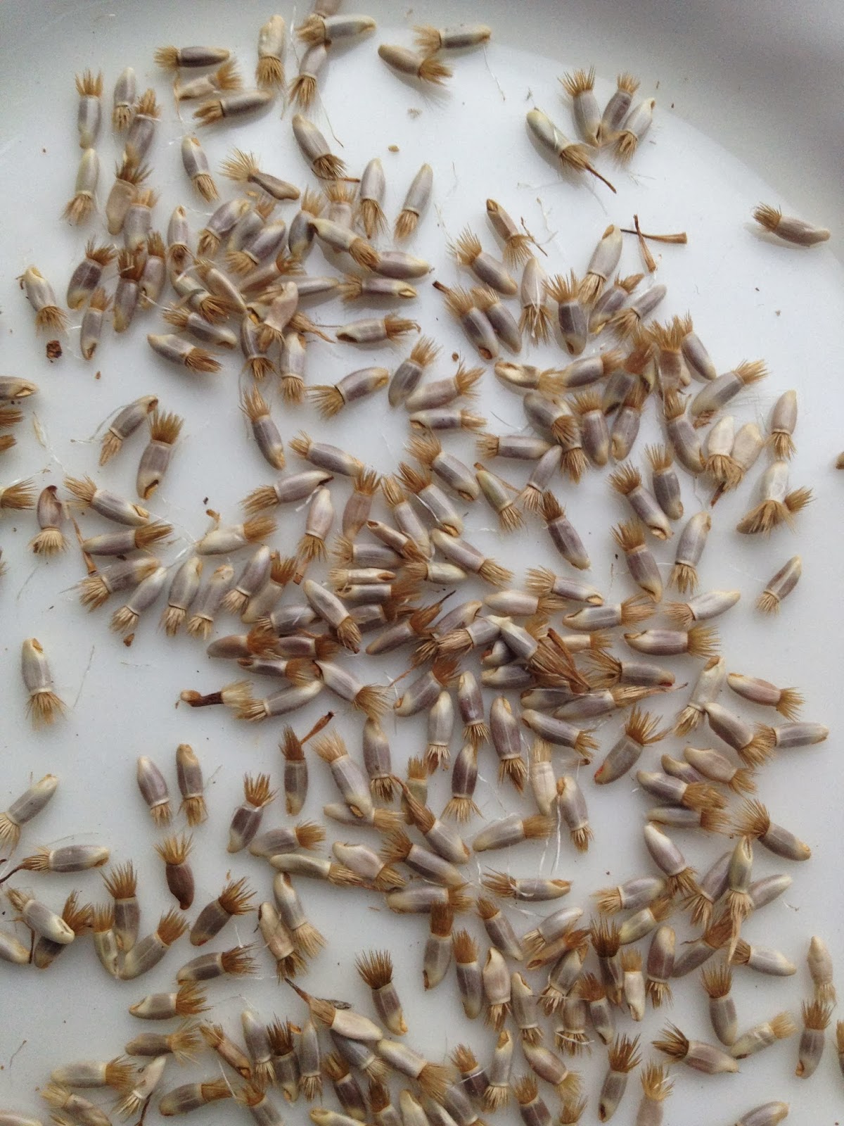 How to Save Cornflower Seeds - GARDEN, TEA, CAKES, (BOOKS) AND ME