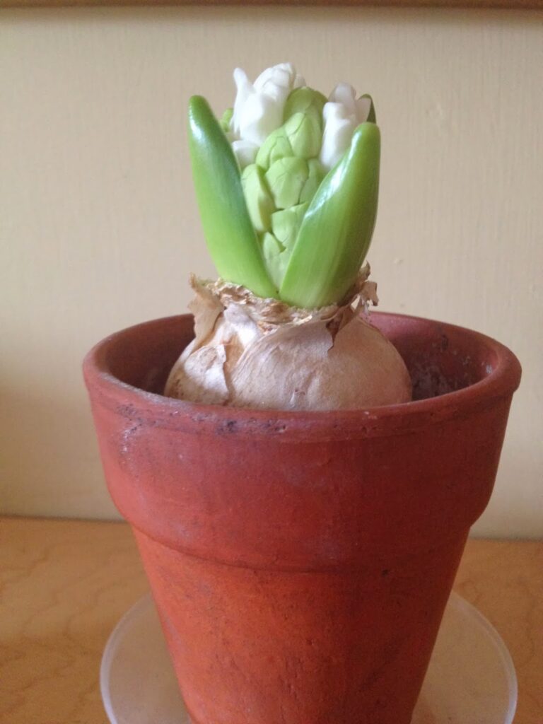 Hyacinth bulb Christmas Hyacinth
