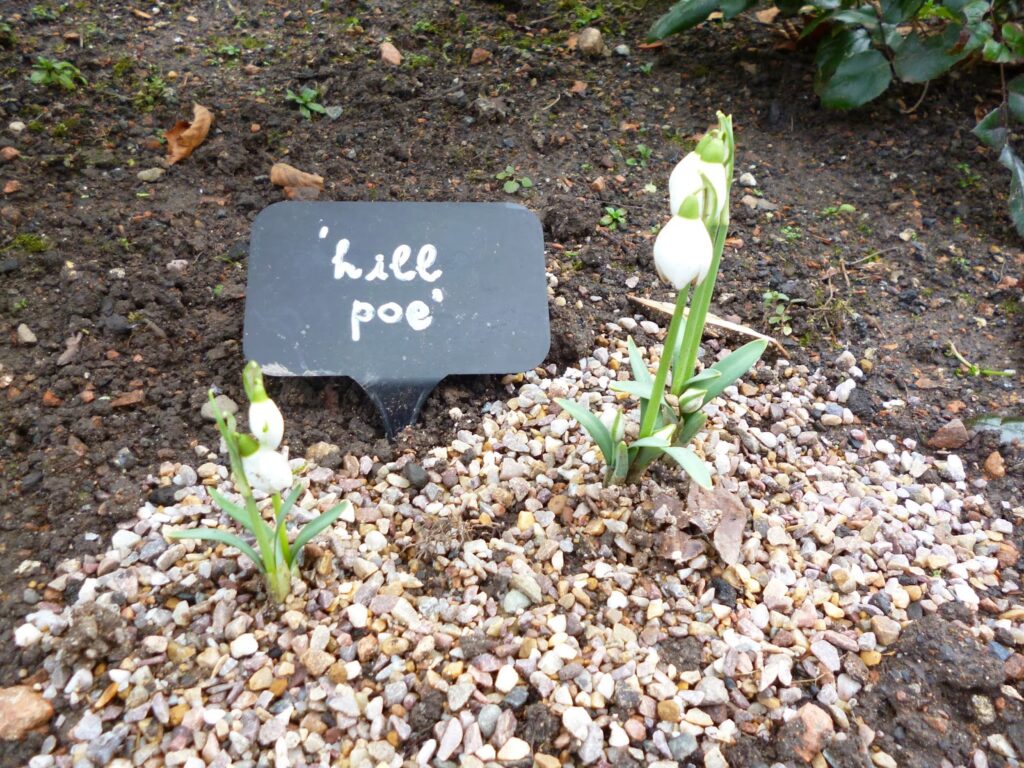 National Trust Snowdrop Walk Shropshire snowdrops