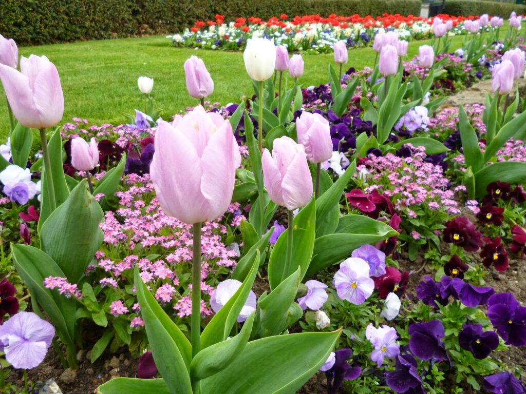 Tulips in the park Bowring Park