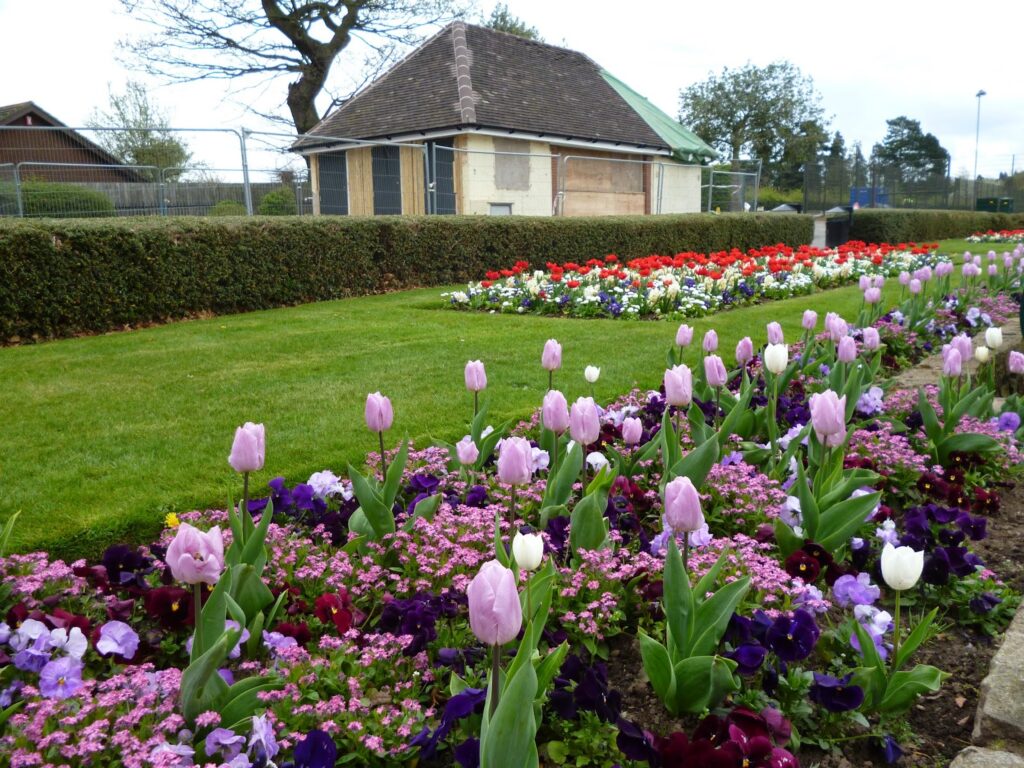 A display of Tulips Bowring Park