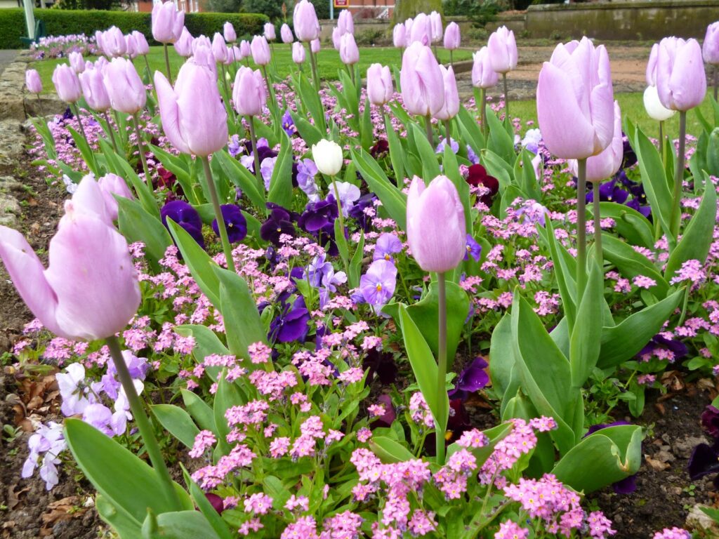 Tulips in the Park Bowring Park