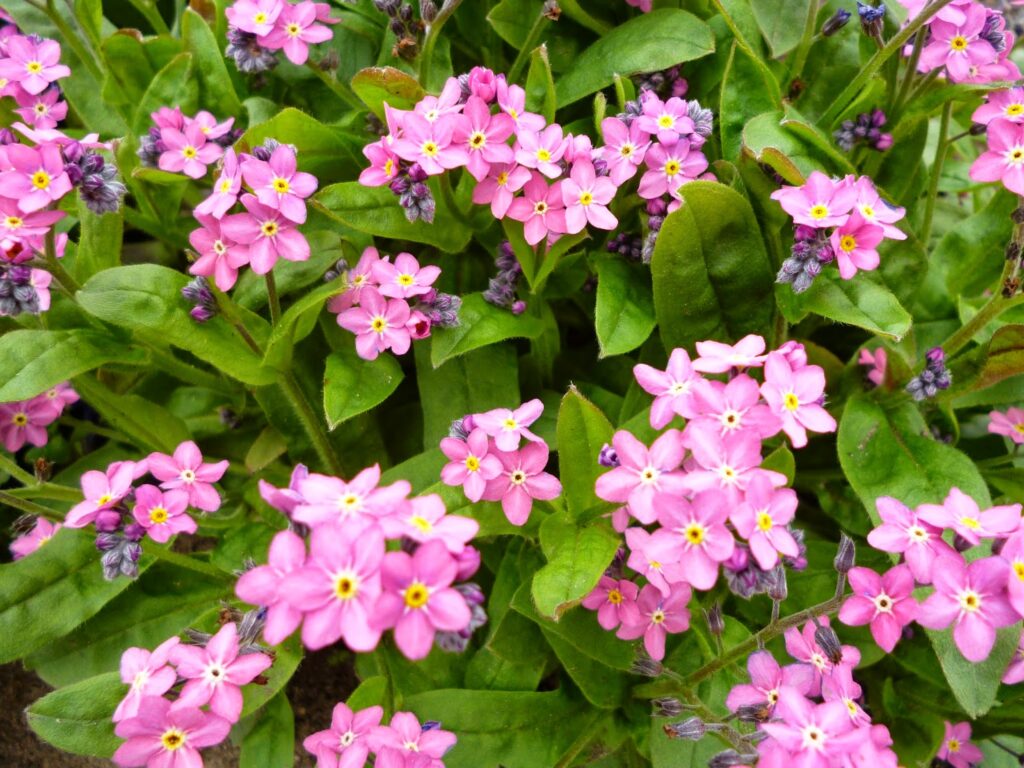 Pink Forget-Me-Not