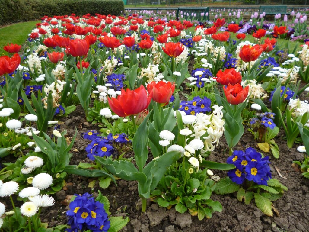 Flowers in the Park Flowers in Bowring Park