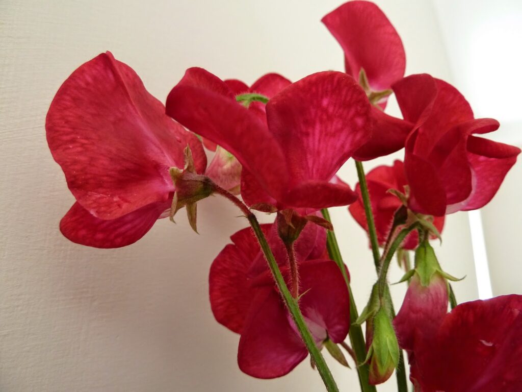 Sweet Pea Tall