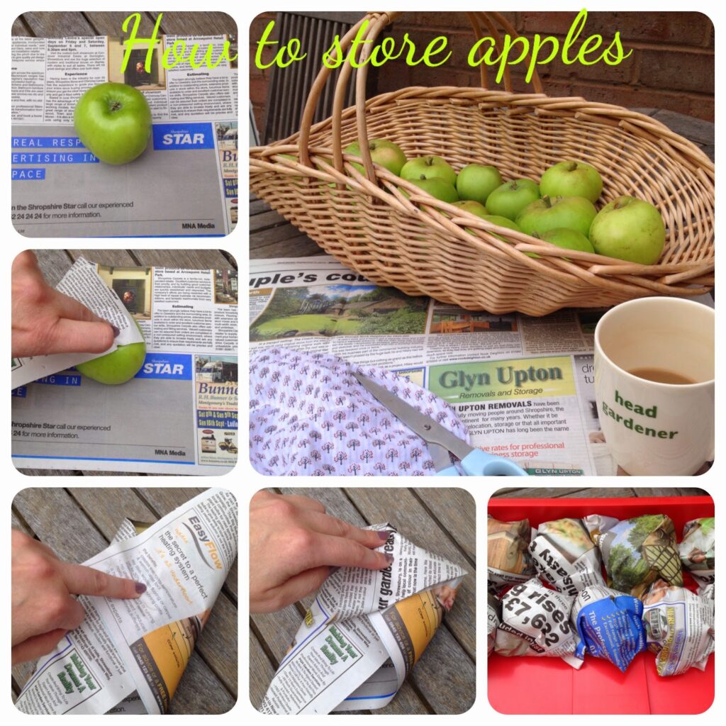 How to store apples Storing apples over winter