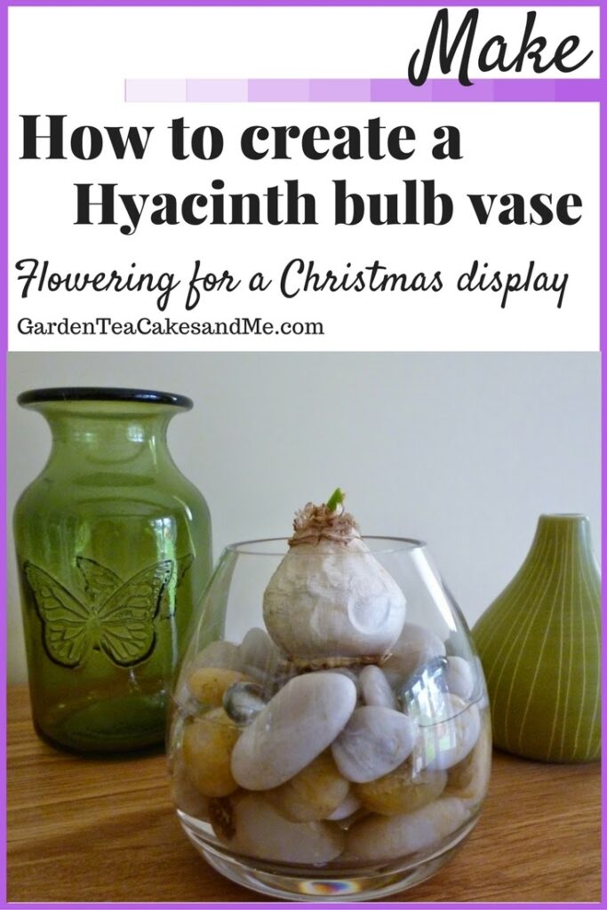How to grow Hyacinth bulb vase for Christmas How to grow Hyacinth bulb vase for Christmas