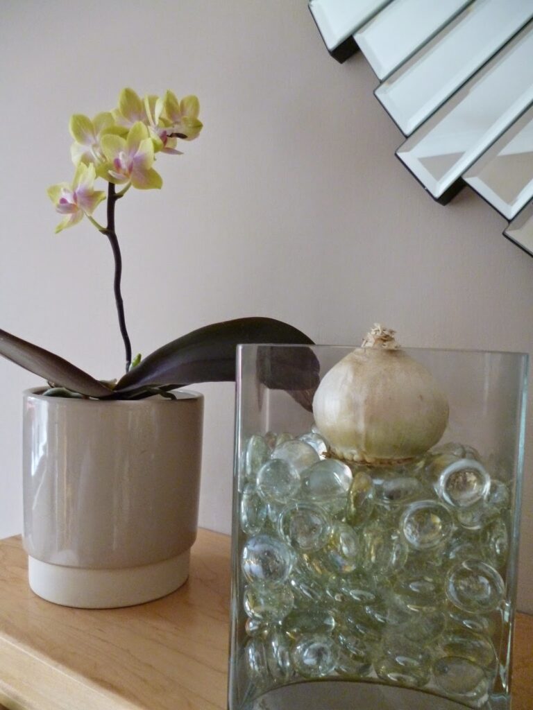How to grow Hyacinth bulb vase for Christmas How to grow Hyacinth bulb vase for Christmas