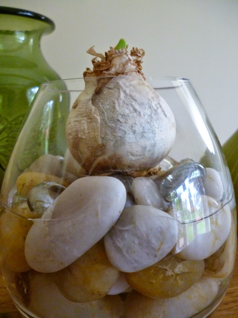 How to grow Hyacinth bulb vase for Christmas How to grow Hyacinth bulb vase for Christmas