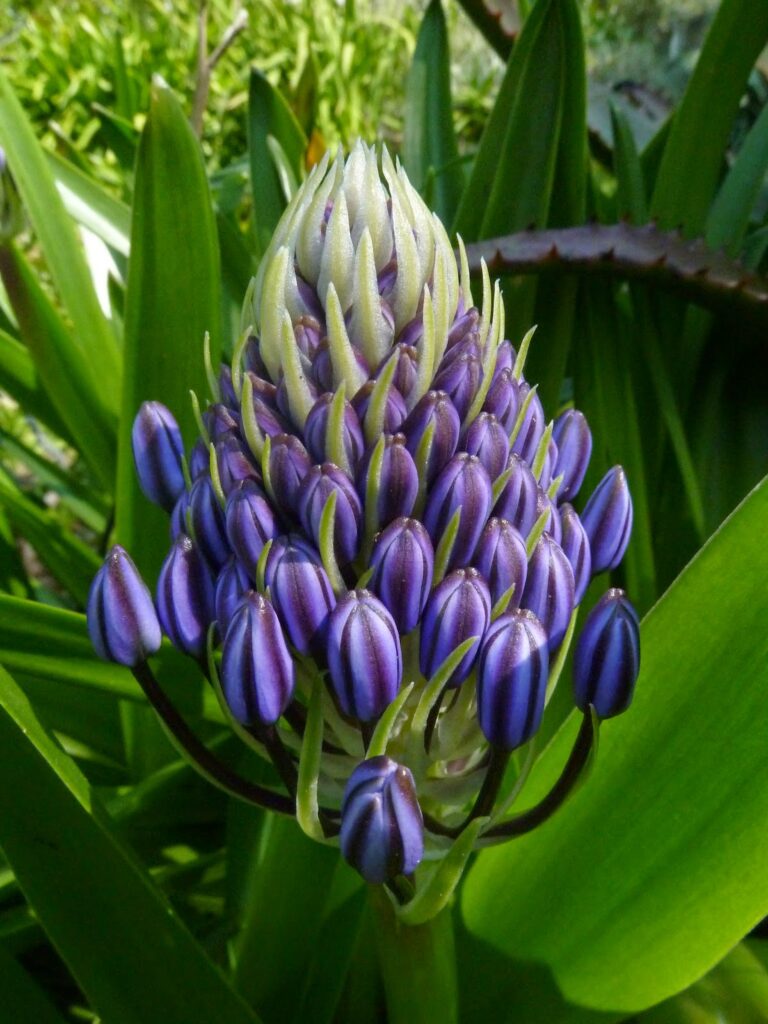 agapanthus Abbey Gardens Tresco agapanthus Abbey Gardens Tresco