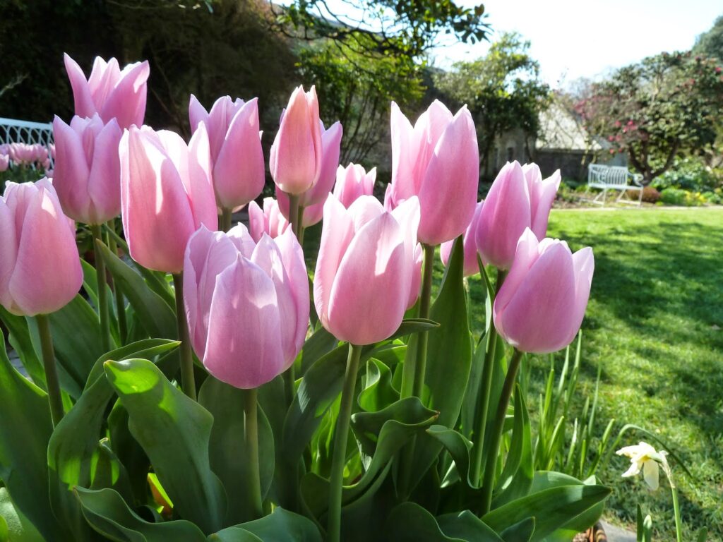 Containers of Tulips 