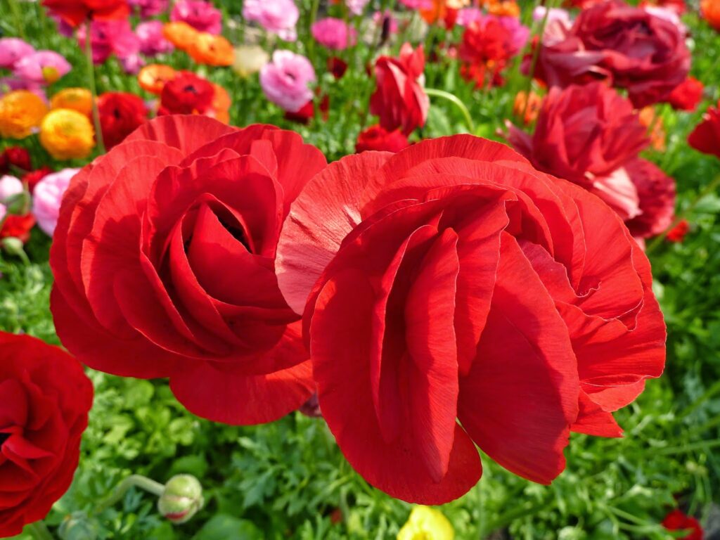 Red Persian Buttercup