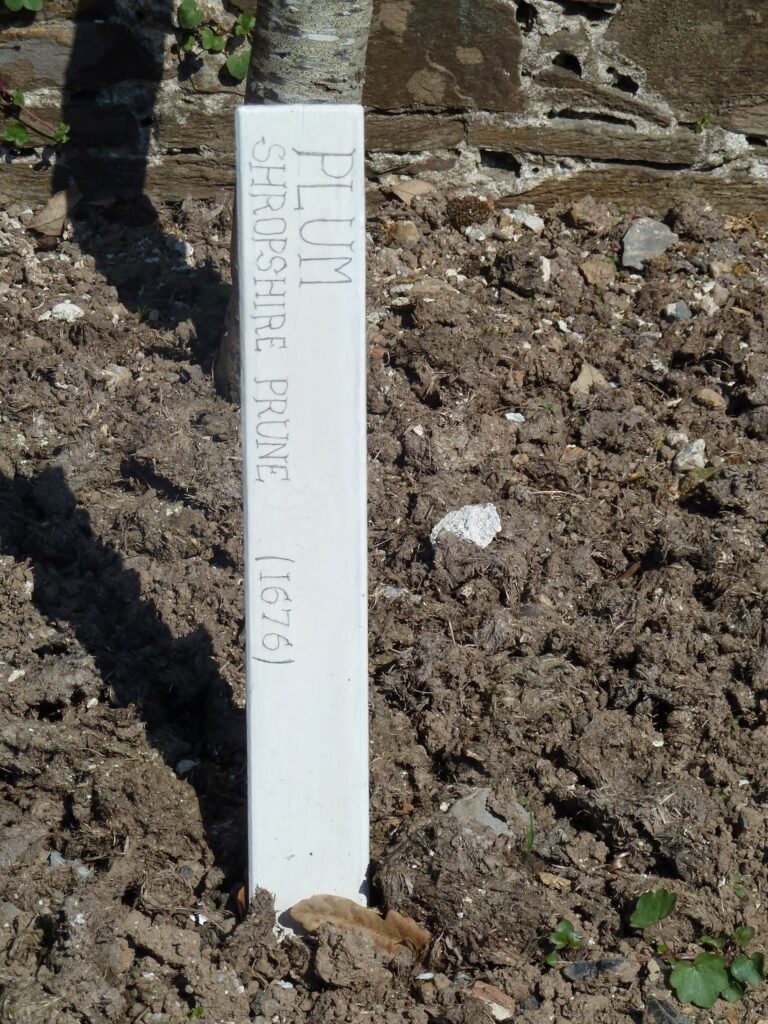 Plum Shropshire Prune