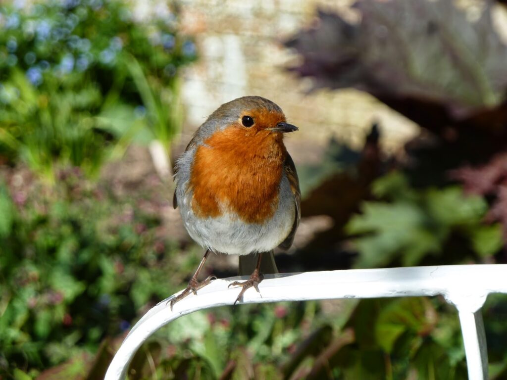 Robin - Birds at Heligan