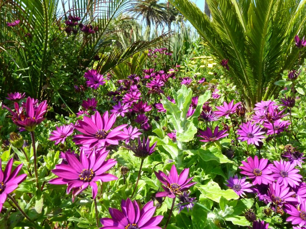 Abbey Gardens Tresco african daisy osteospermum Abbey Gardens Tresco african daisy osteospermum