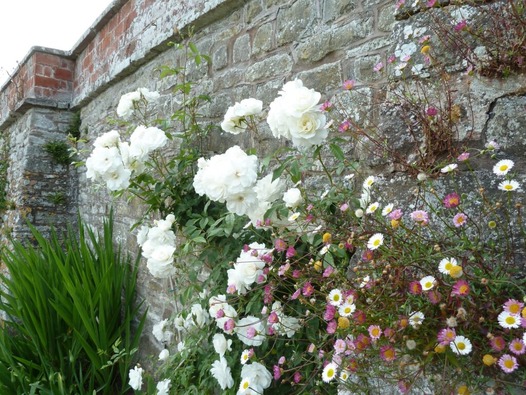 Roses and Daisies