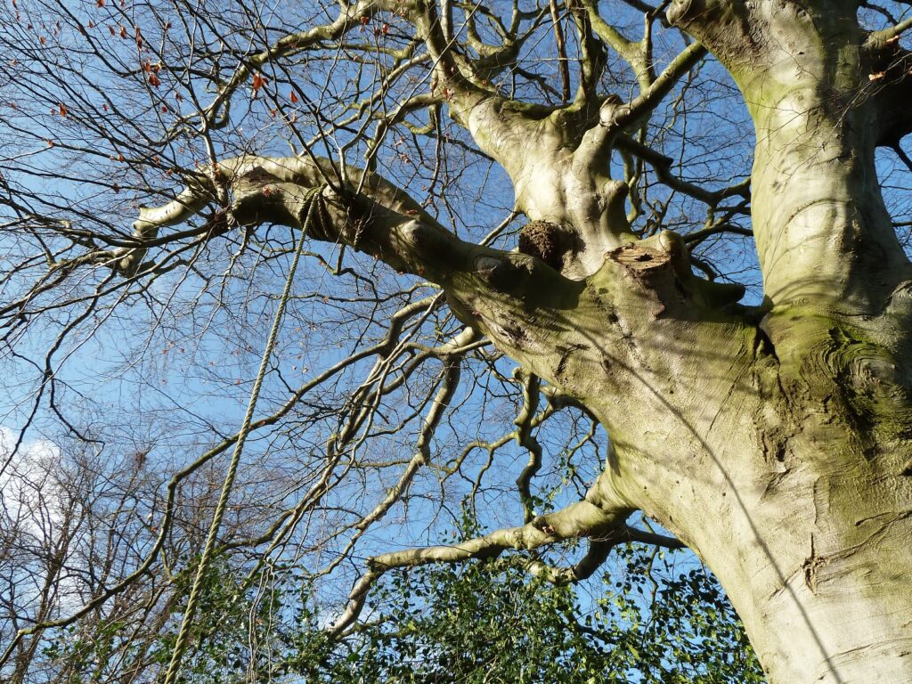 Copper Beech Tree Copper Beech Tree