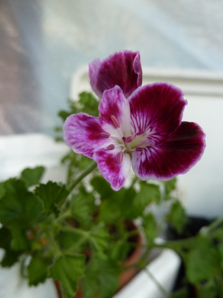 Over winter scented Pelargonium Over winter scented Pelargonium