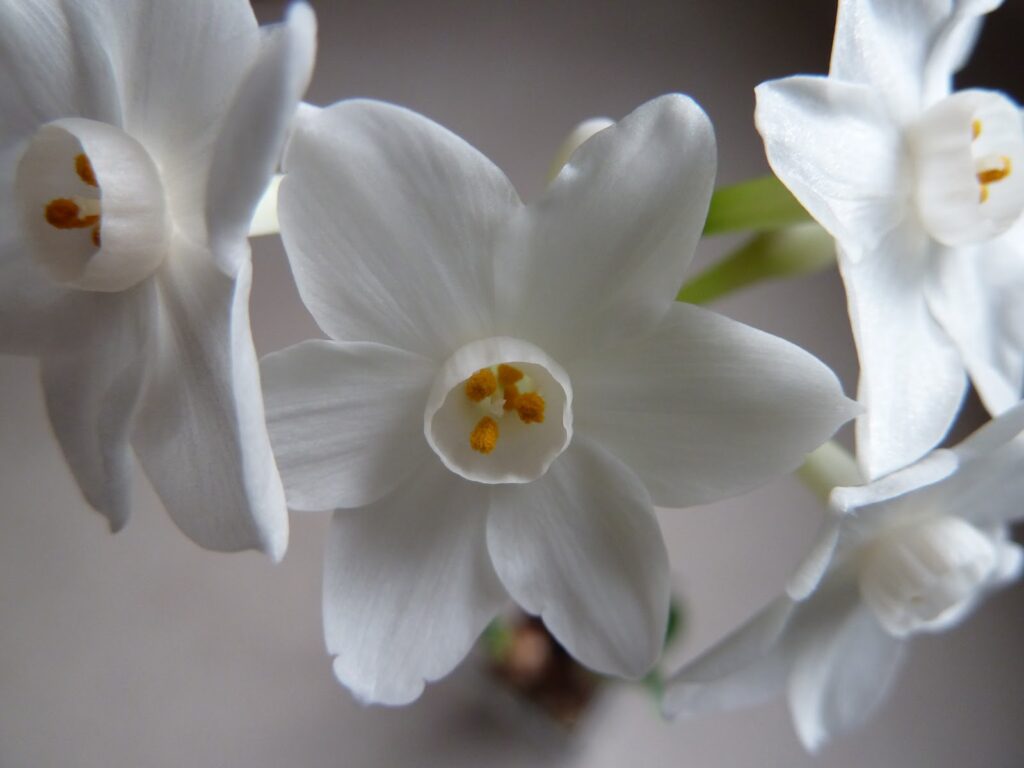 Narcissus Bulbs in bloom Narcissus Bulbs in bloom