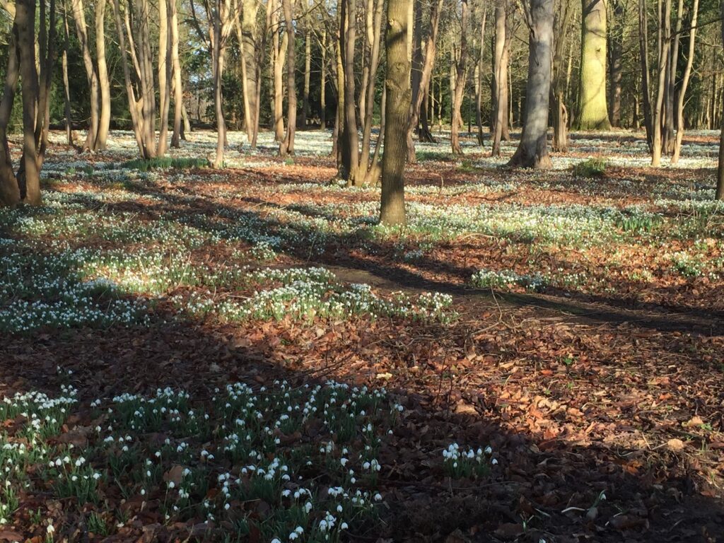 Snowdrop Walk Attingham Park