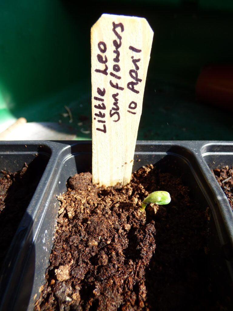 How to sow sunflowers seeds How to sow sunflowers seeds