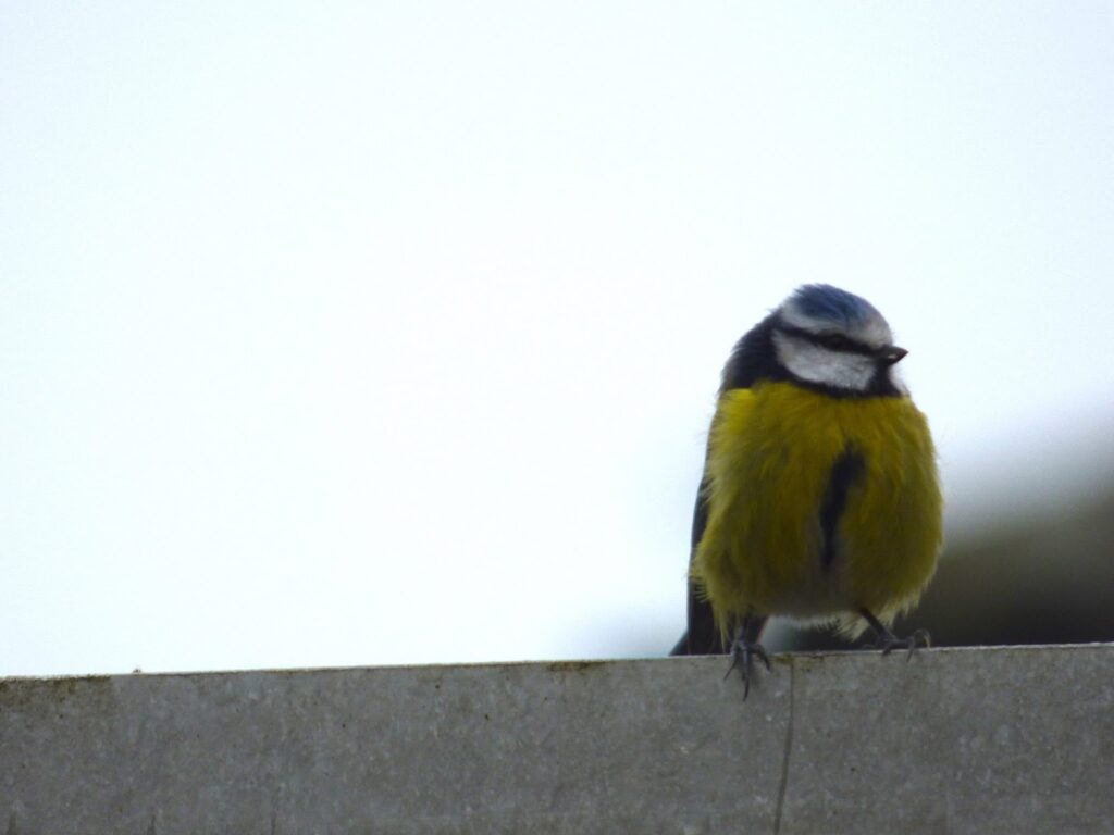 Blue Tit nesting Blue Tit nesting