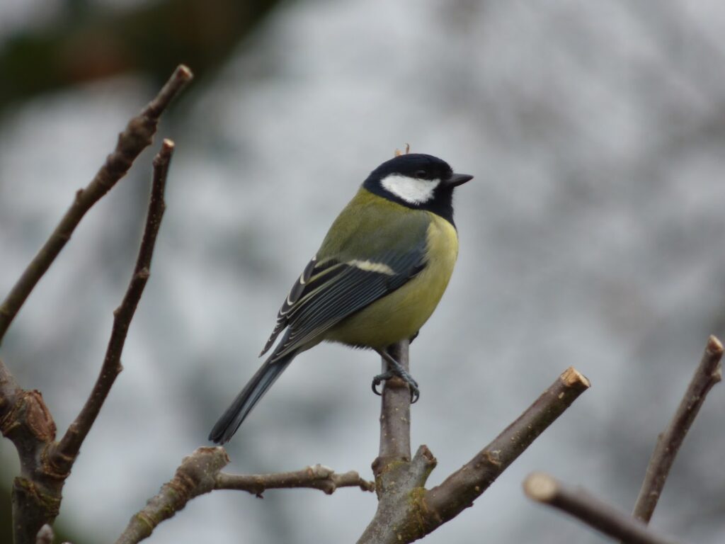 Great Tit perched in pruned apple tree Great Tit perched in pruned apple tree