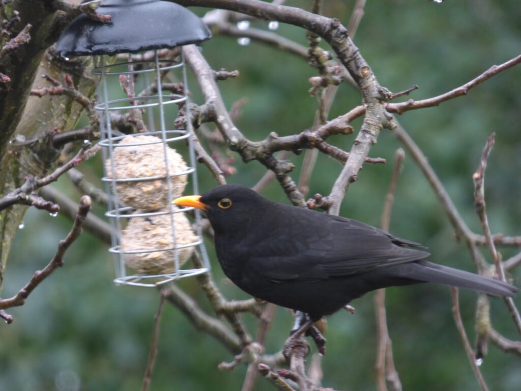 Big Garden Birdwatch results which birds visited my garden Big Garden Birdwatch results which birds visited my garden