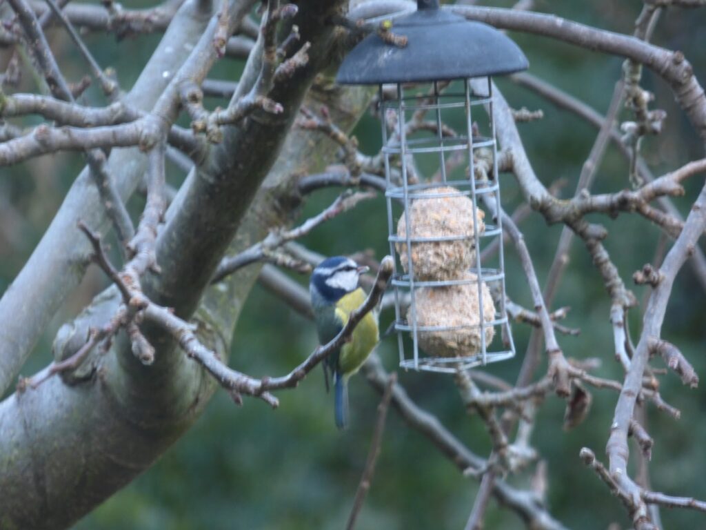 Big Garden Birdwatch results which birds visited my garden Big Garden Birdwatch results which birds visited my garden