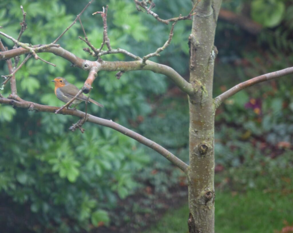Big Garden Birdwatch results which birds visited my garden Big Garden Birdwatch results which birds visited my garden