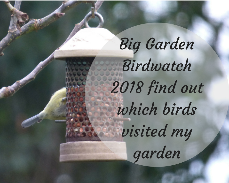 Big Garden Birdwatch results which birds visited my garden Big Garden Birdwatch results which birds visited my garden