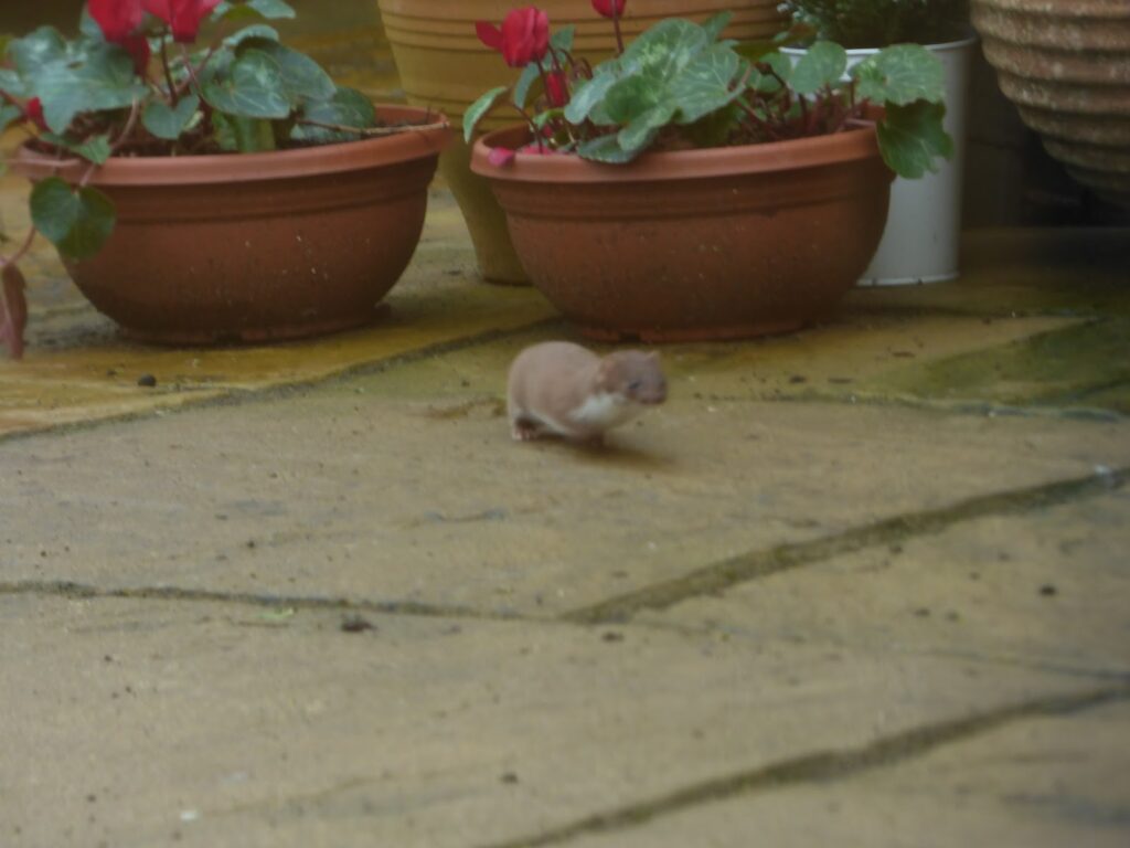 Weasel in my Shropshire garden Weasel in my Shropshire garden
