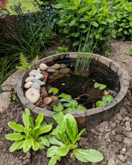 wildlife and water feature