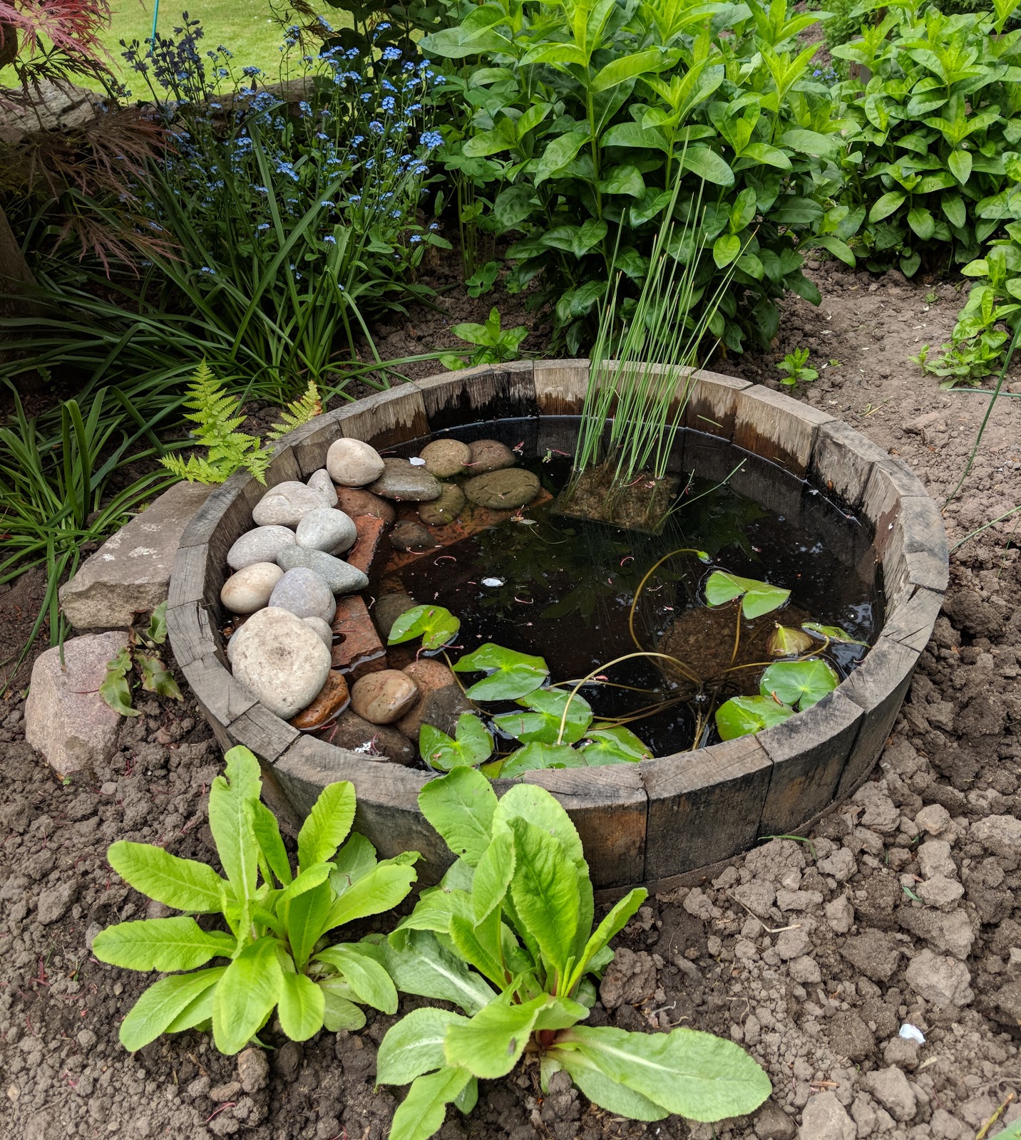 wildlife and water feature