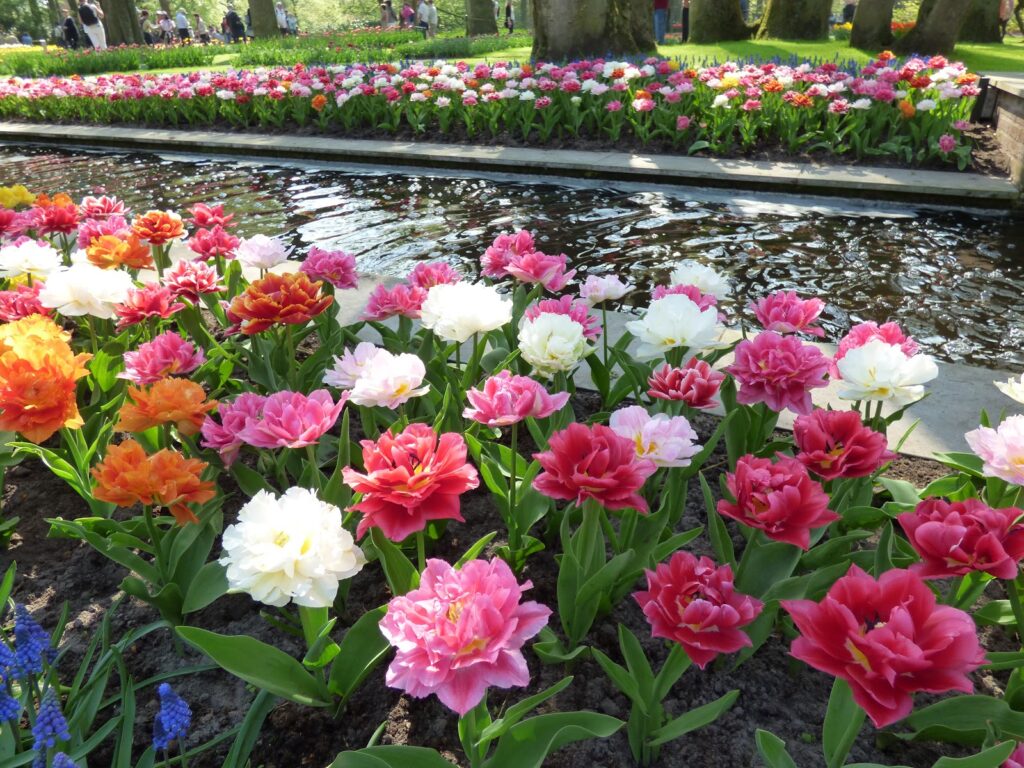 Visit Guide Keukenhof Tulip Gardens Amsterdam Visit Guide Keukenhof Tulip Gardens Amsterdam
