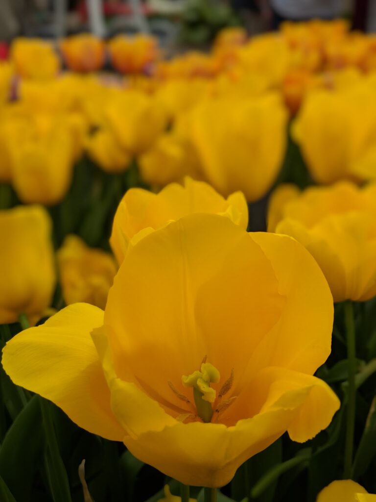 Keukenhof Gardens Excursion Chocolates and Floral Fred Olsen Cruise Keukenhof Gardens Excursion Chocolates and Floral Fred Olsen Cruise