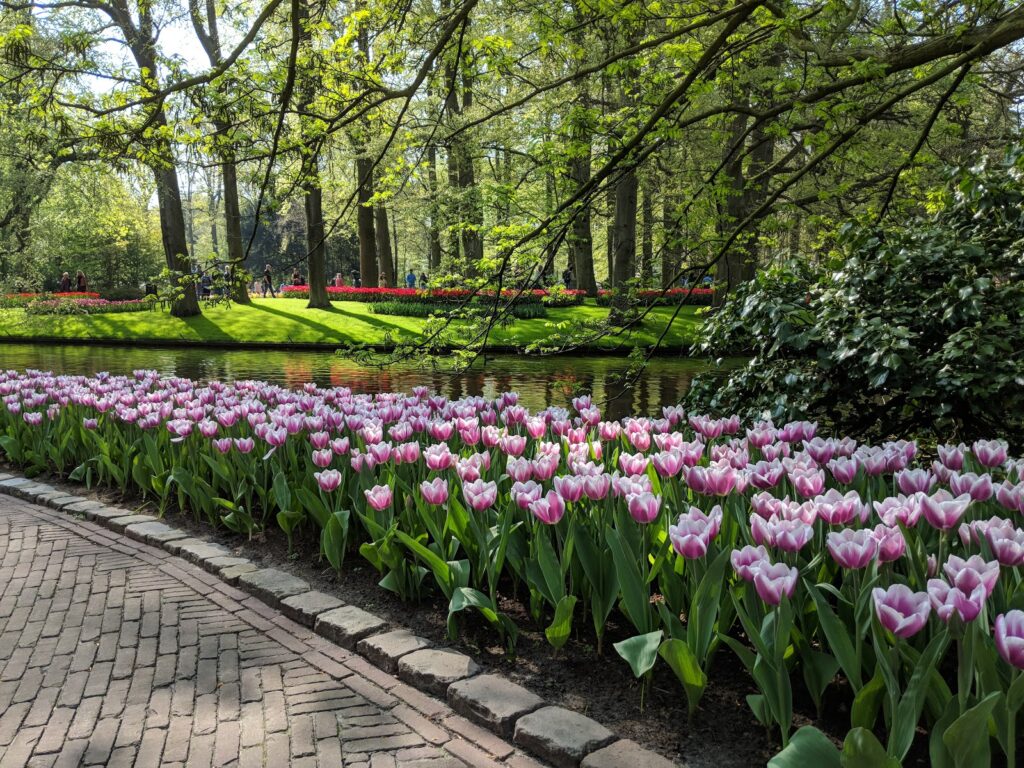 Keukenhof Gardens Excursion Chocolates and Floral Fred Olsen Cruise Keukenhof Gardens Excursion Chocolates and Floral Fred Olsen Cruise