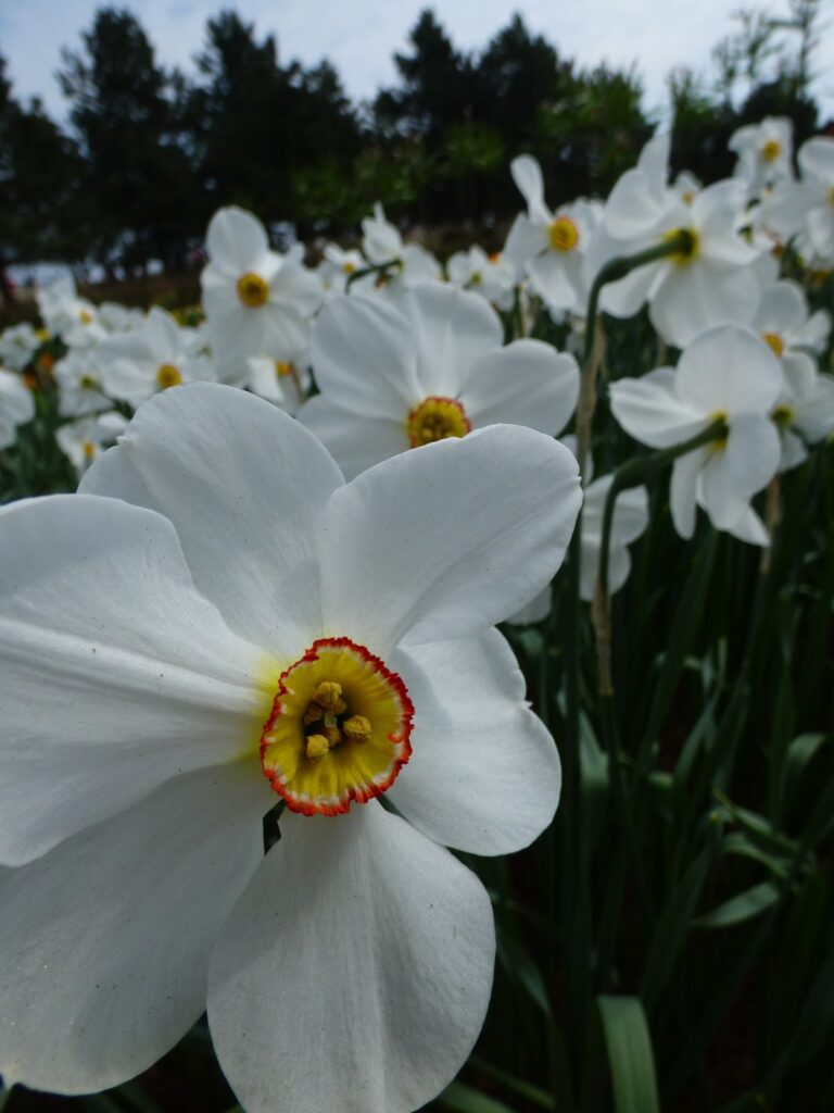 Visit Guide Keukenhof Tulip Gardens Amsterdam Visit Guide Keukenhof Tulip Gardens Amsterdam