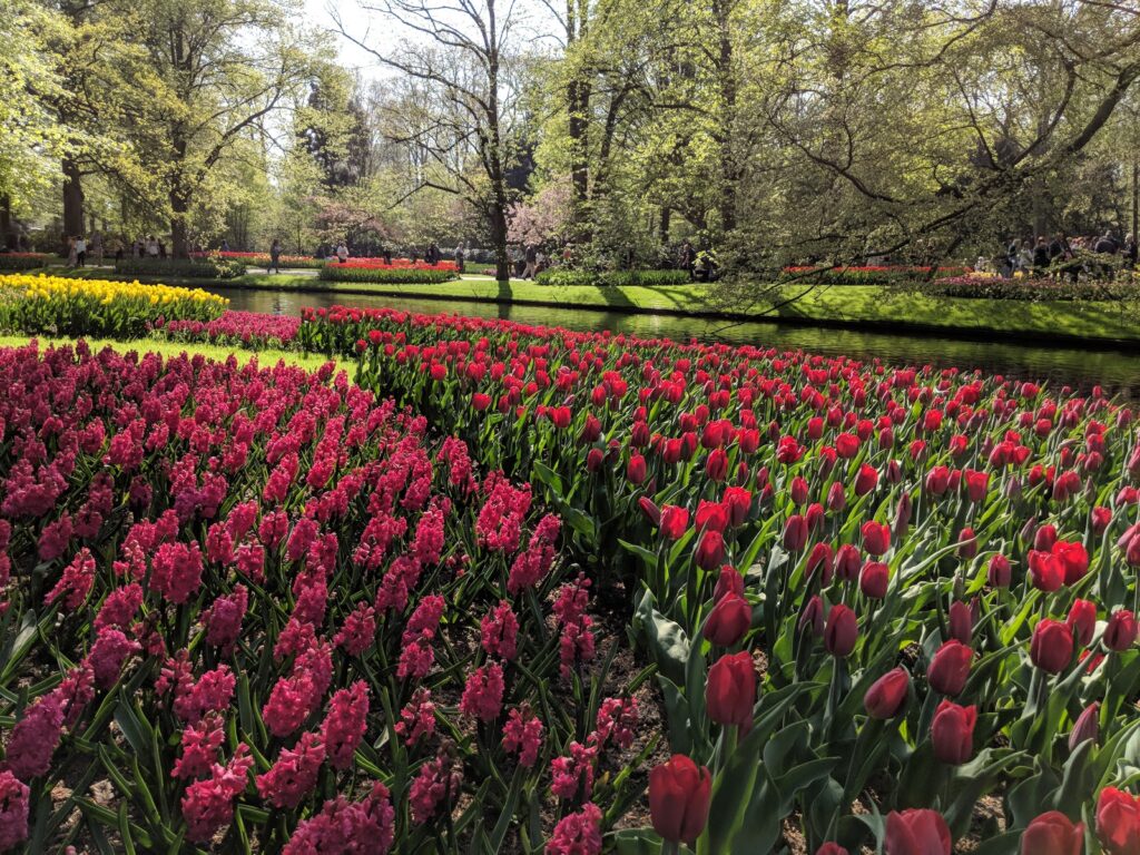Visit Keukenhof Tulip Gardens Holland Hyacinths Visit Keukenhof Tulip Gardens Holland Hyacinths