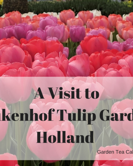 kuekenhop tulip festival fred olsen cruise holiday