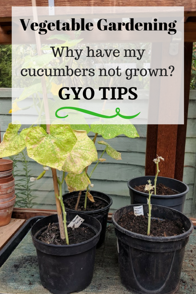 gyo gardening tips why cucumbers not grown gyo gardening tips why cucumbers not grown