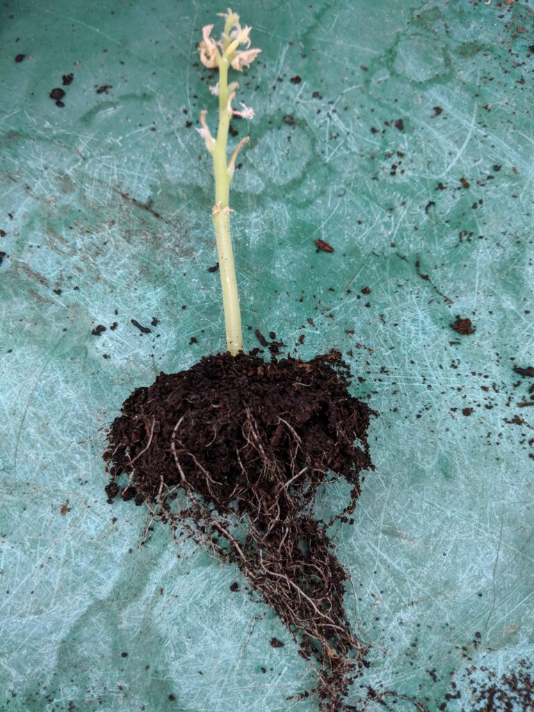 grow your own cucumber failure grow your own cucumber failure