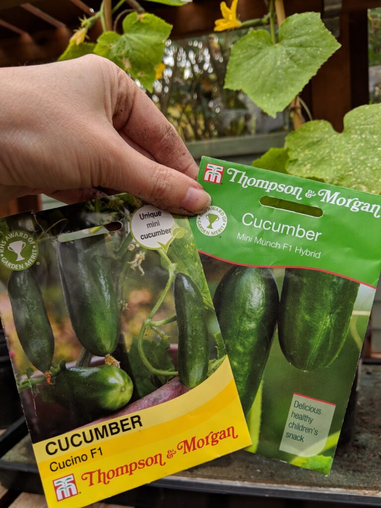 mini cucumber variety mini munch cucino thompson and morgan mini cucumber variety mini munch cucino thompson and morgan